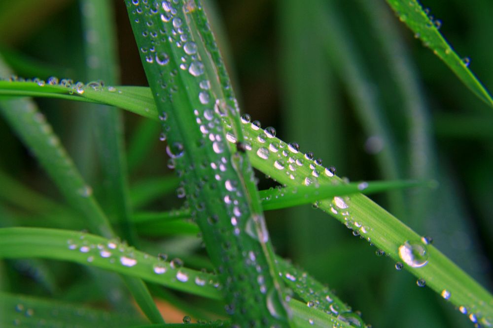 Waterdrops I