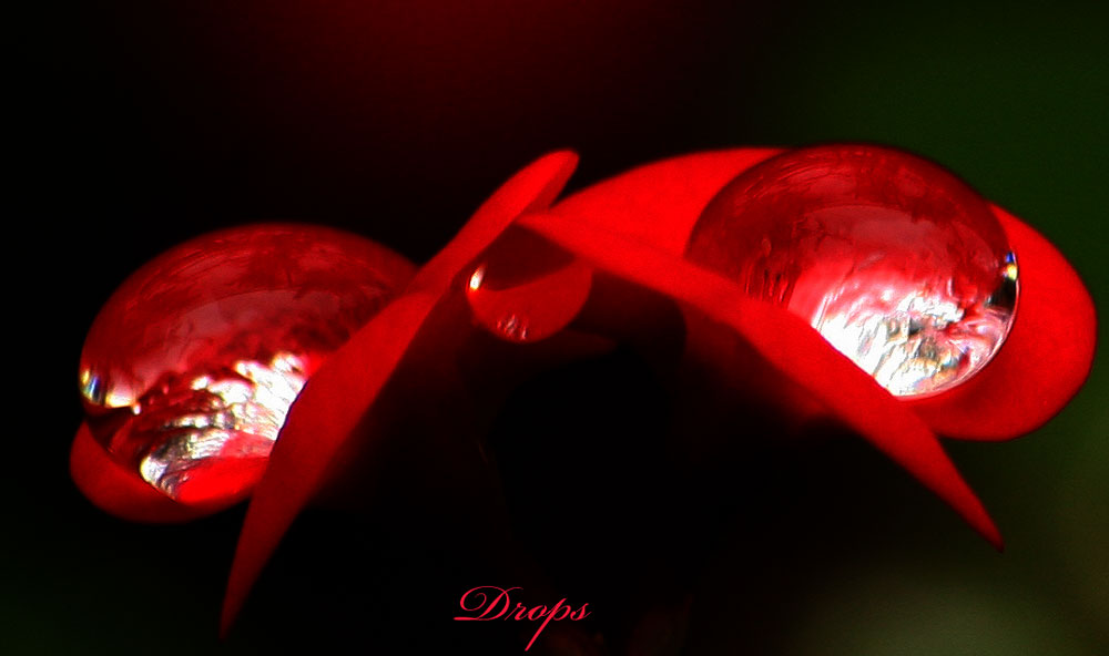 Waterdrops in Red