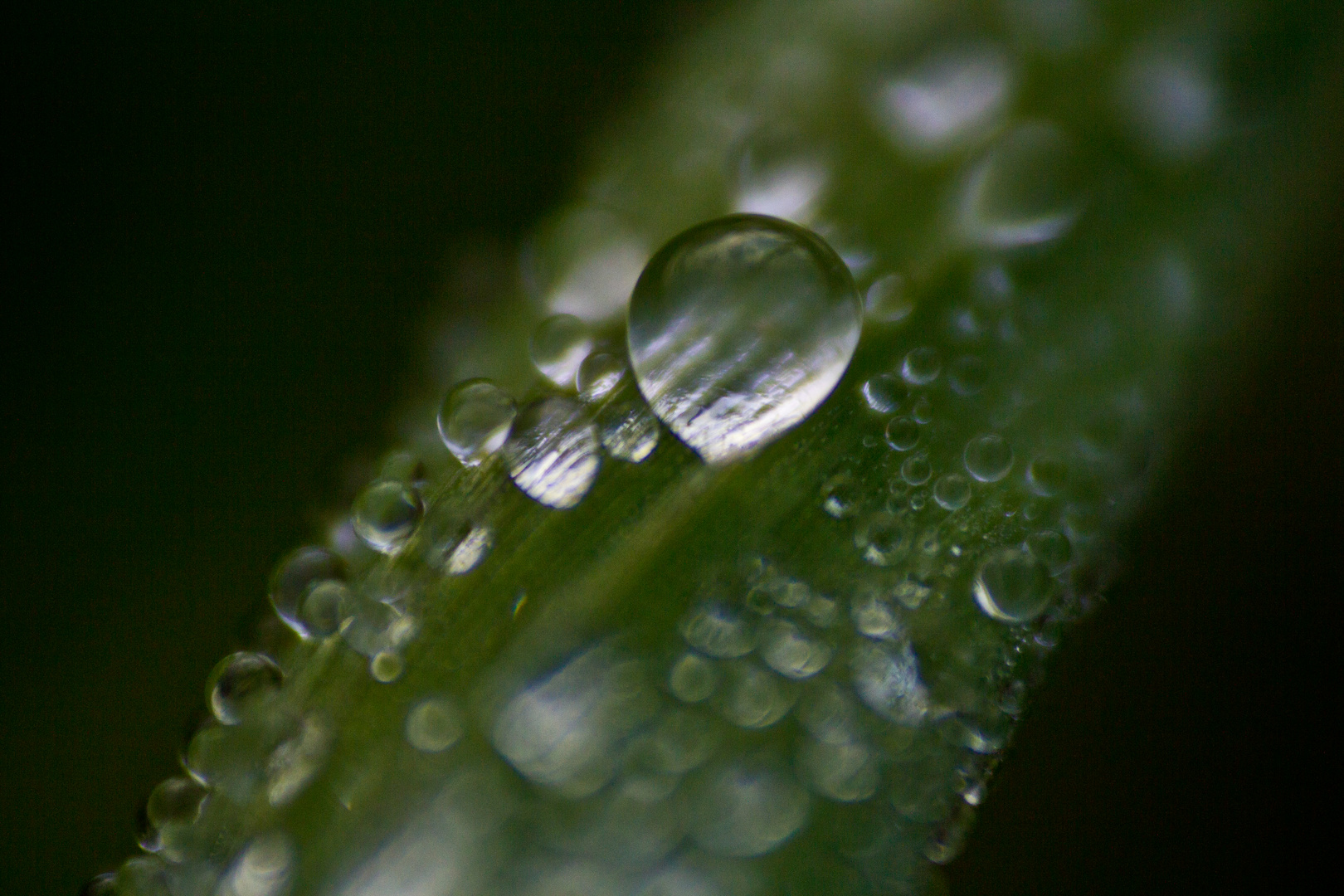 Waterdrops in the Morning