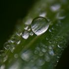 Waterdrops in the Morning