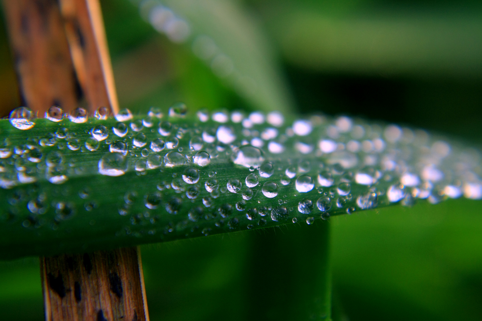 Waterdrops IV