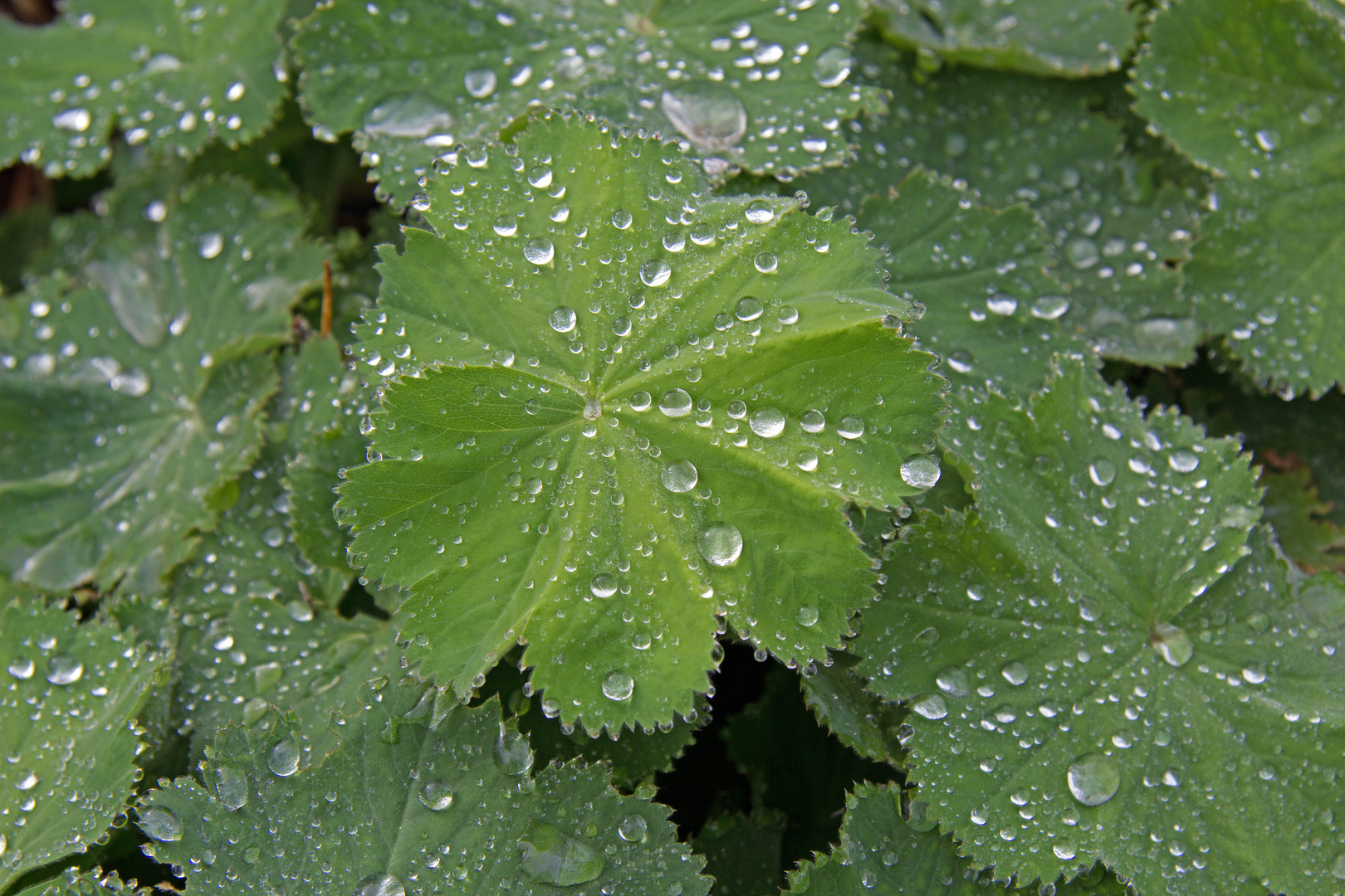 Waterdrops on a Leave