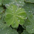 Waterdrops on a Leave