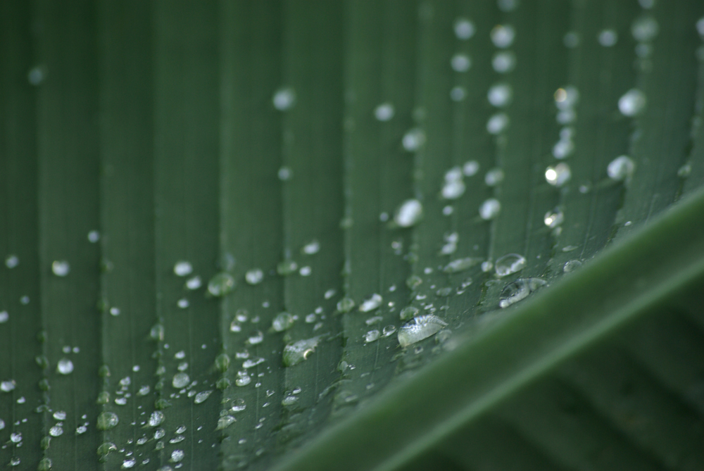 Waterdrops on a palm Leaf