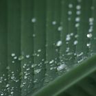 Waterdrops on a palm Leaf