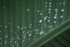 Waterdrops on a palm Leaf