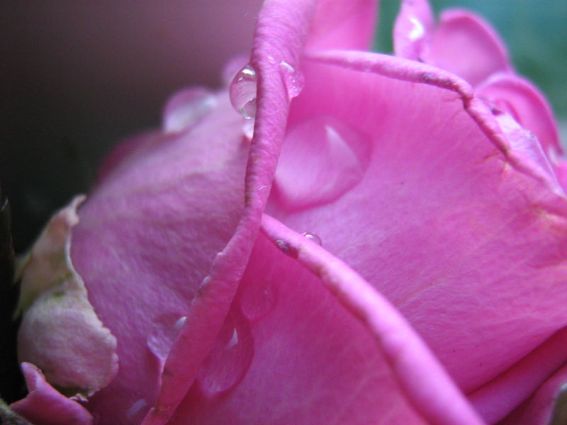 Waterdrops on a rose