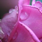 Waterdrops on a rose