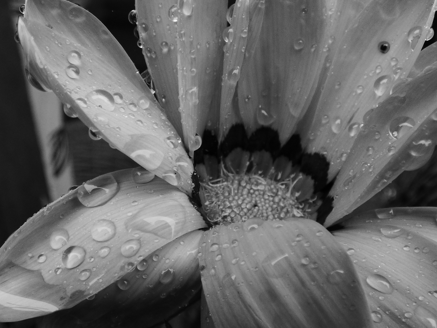 Waterdrops on Flower