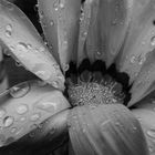 Waterdrops on Flower