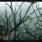 waterdrops on glass