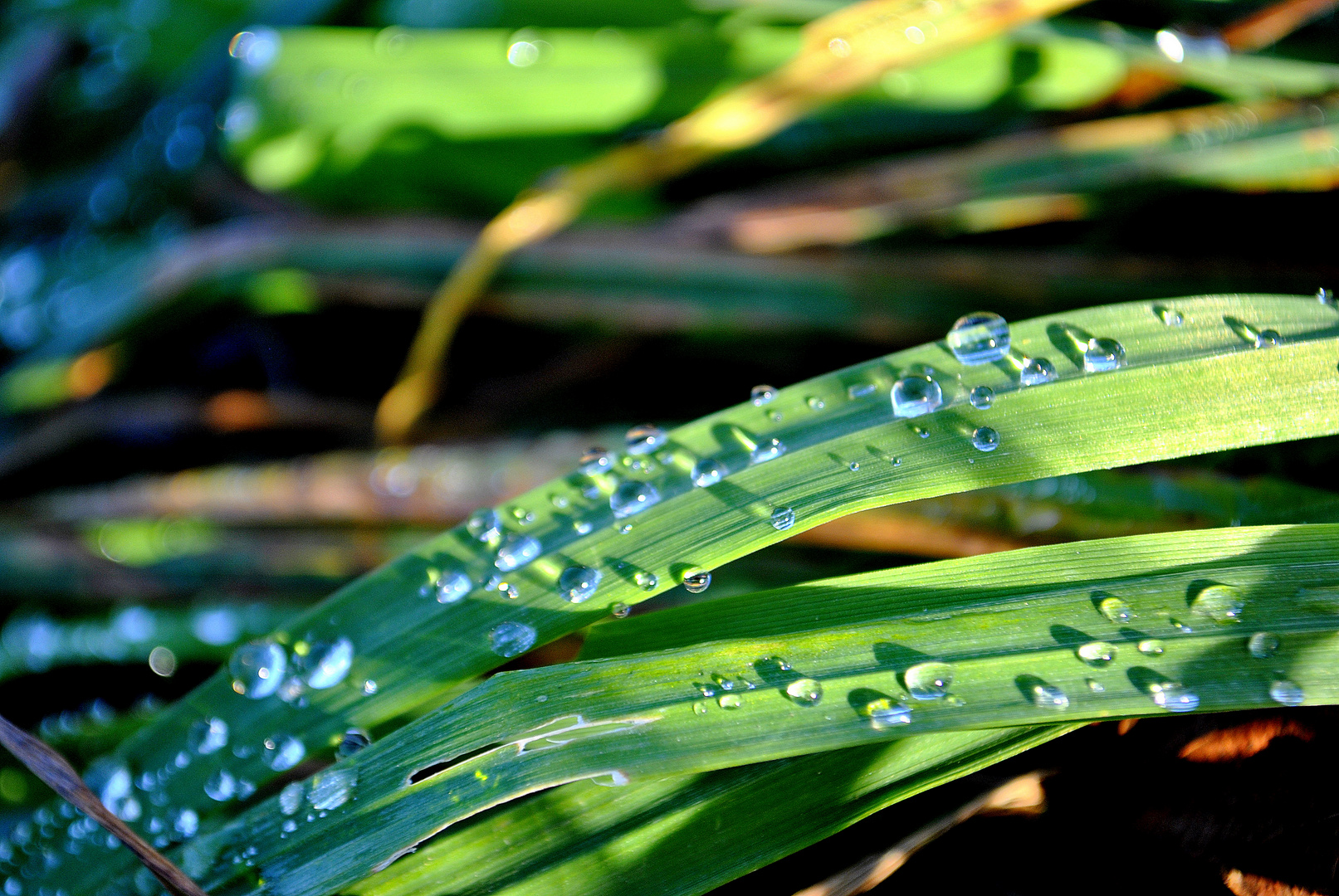 Waterdrops on Grass