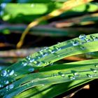 Waterdrops on Grass