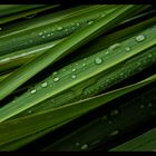 Waterdrops on green leaves No.1