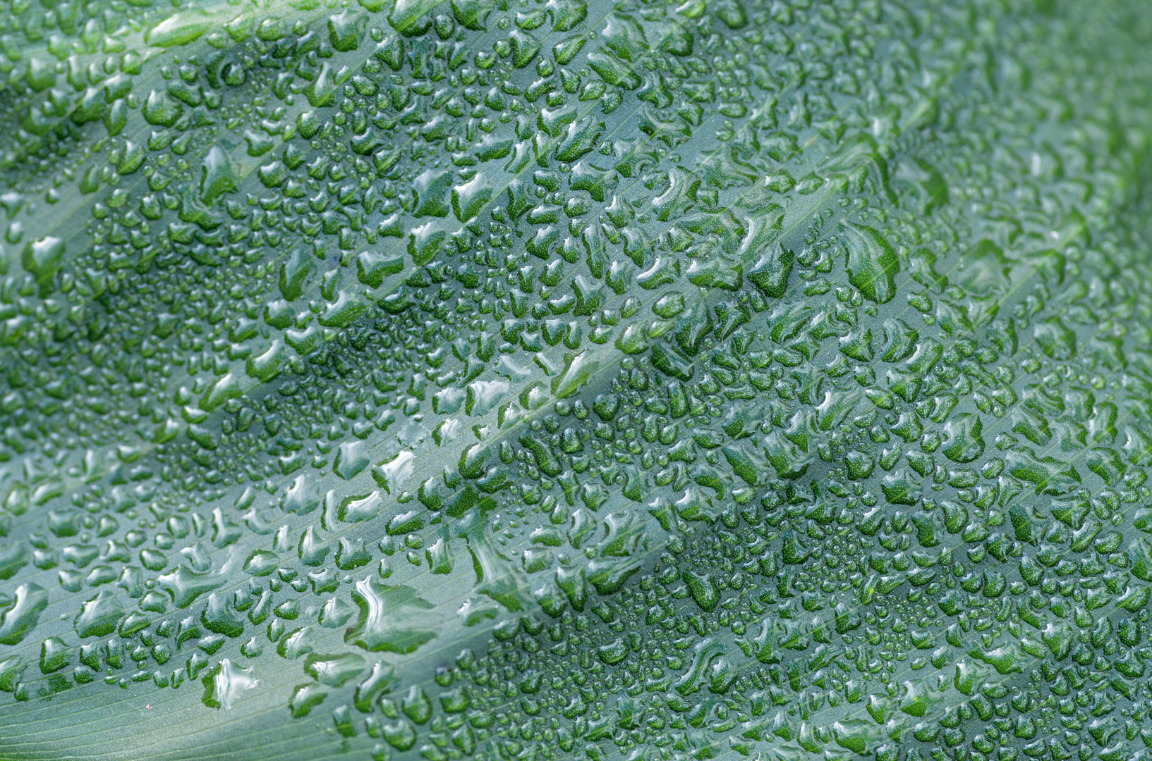 Waterdrops on the leaf
