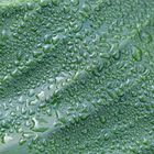 Waterdrops on the leaf