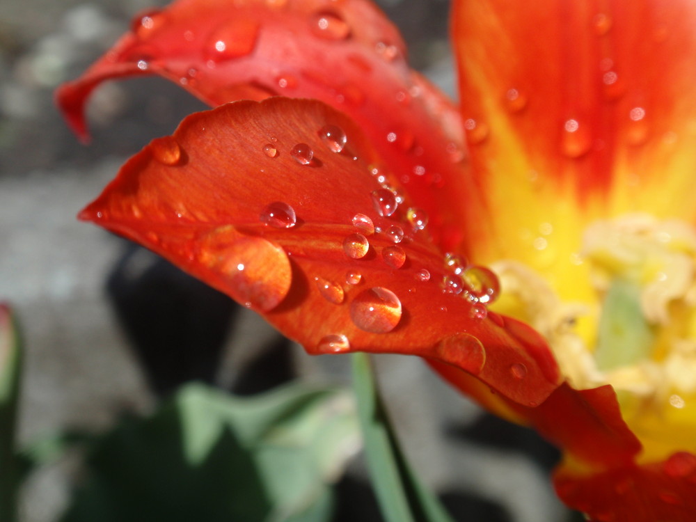 waterdrops on tulip ;-))