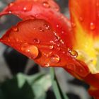 waterdrops on tulip ;-))