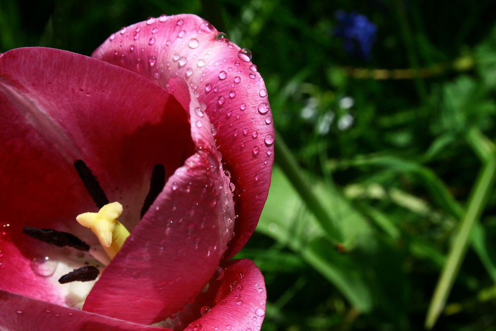 Waterdrops on Tulip