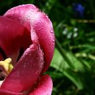 Waterdrops on Tulip