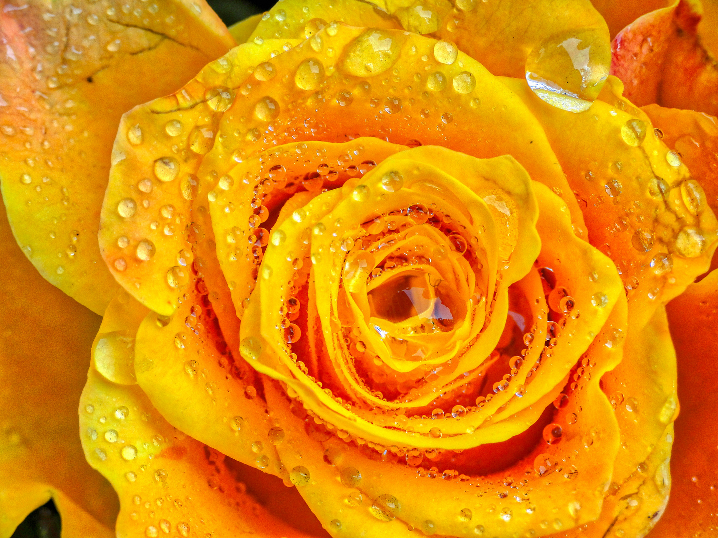 WATERDROPS-ROSE