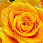 WATERDROPS-ROSE