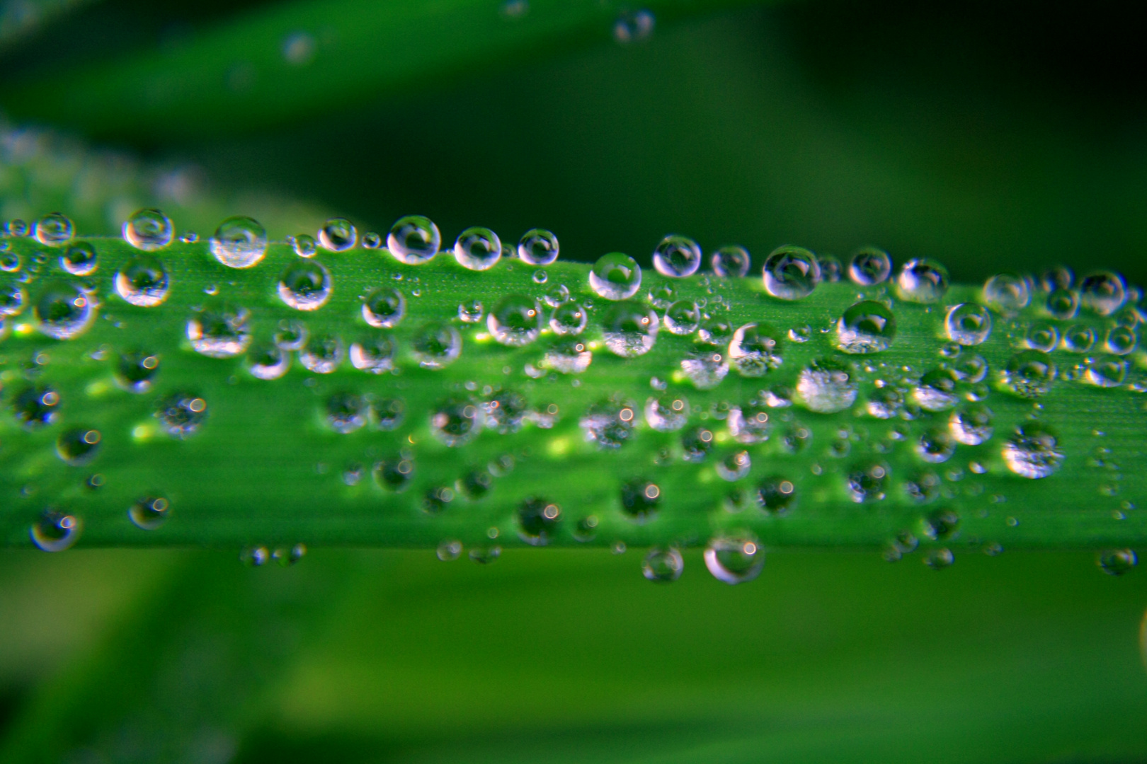 Waterdrops V