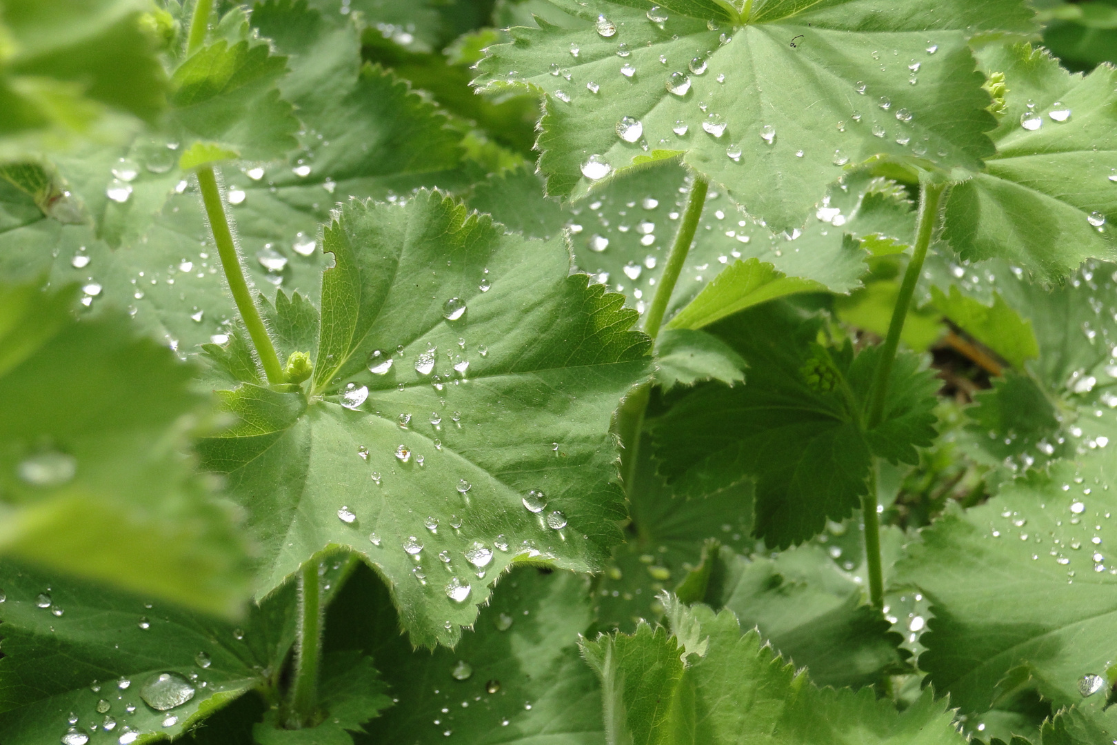 waterdrops - waiting for the sun to release them..