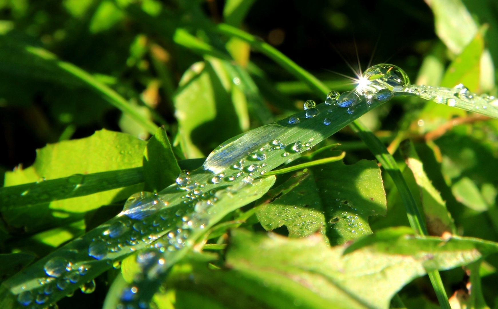 watered grass