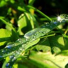 watered grass