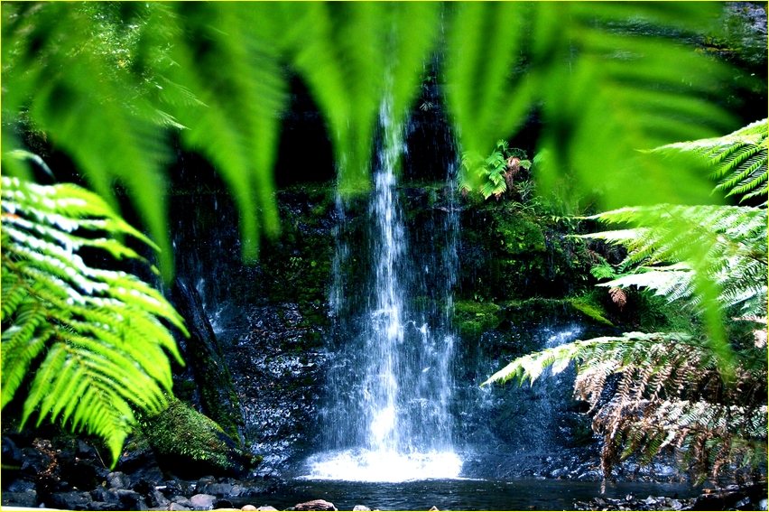 waterfall and rainforest