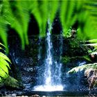 waterfall and rainforest