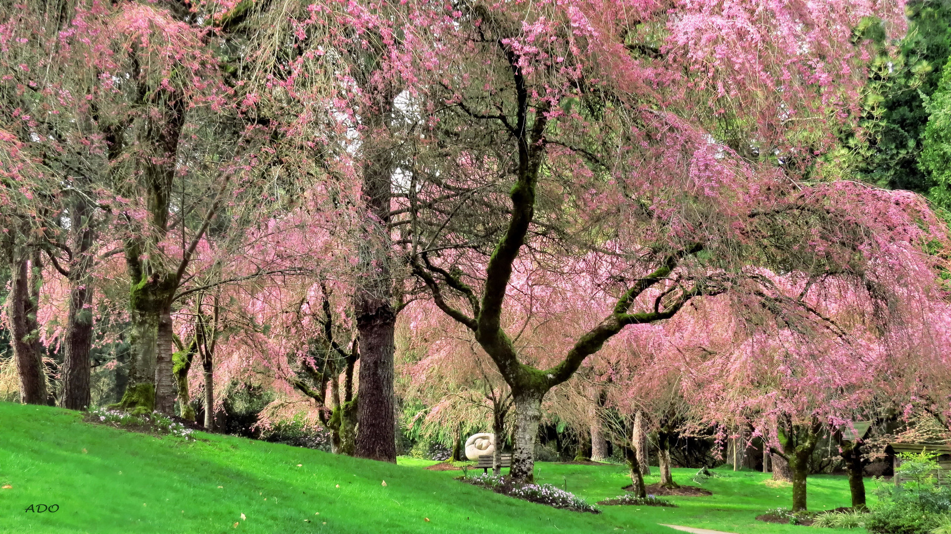 Waterfall Cherry Trees