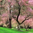 Waterfall Cherry Trees