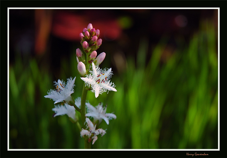 Waterflower