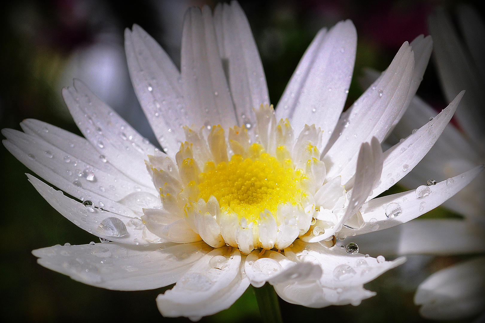 Water@Flower