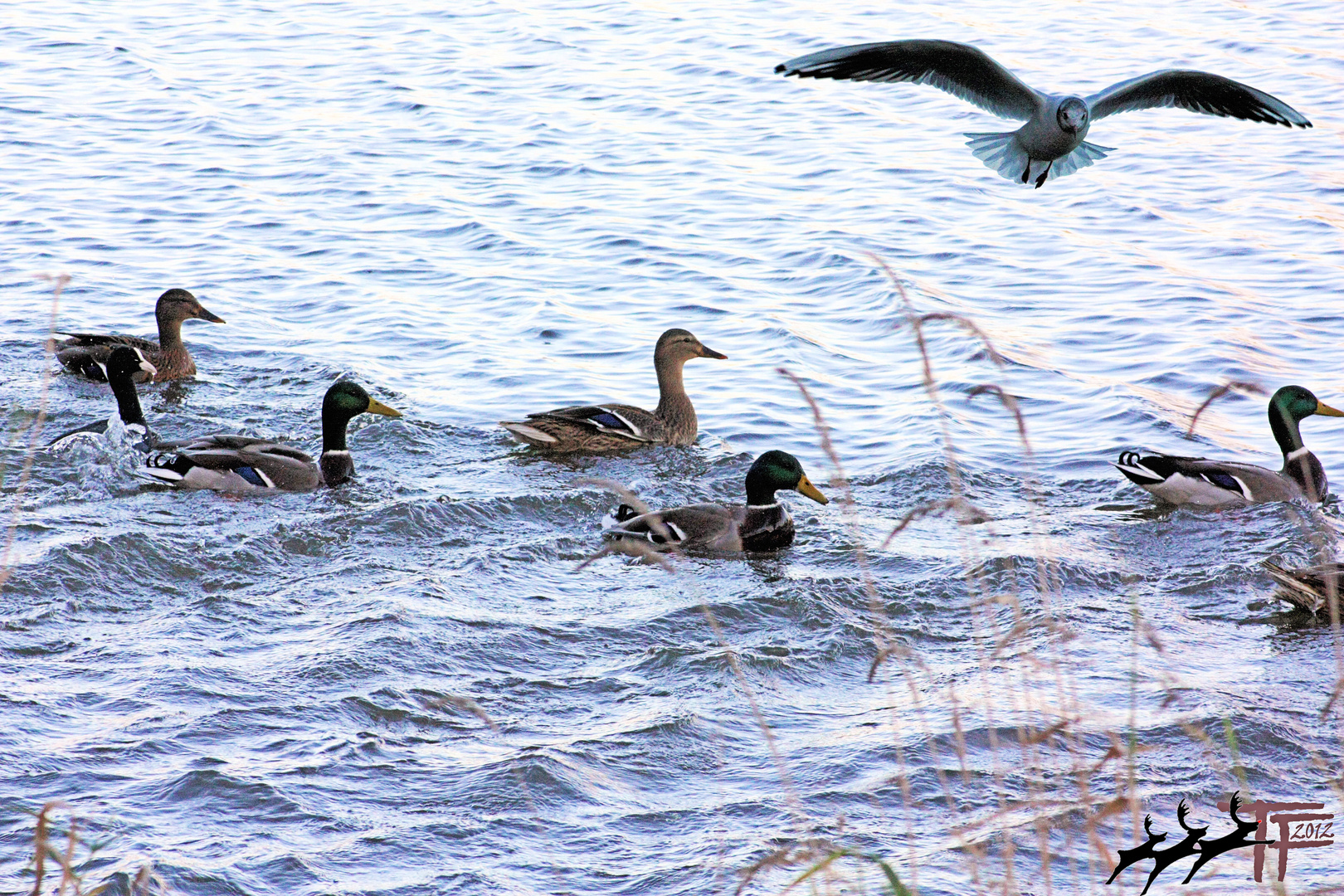 "Waterfowls procession"