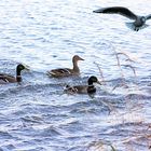 "Waterfowls procession"