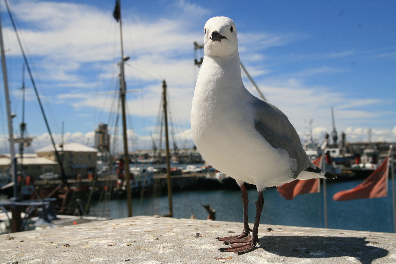 waterfront seagull