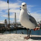 waterfront seagull