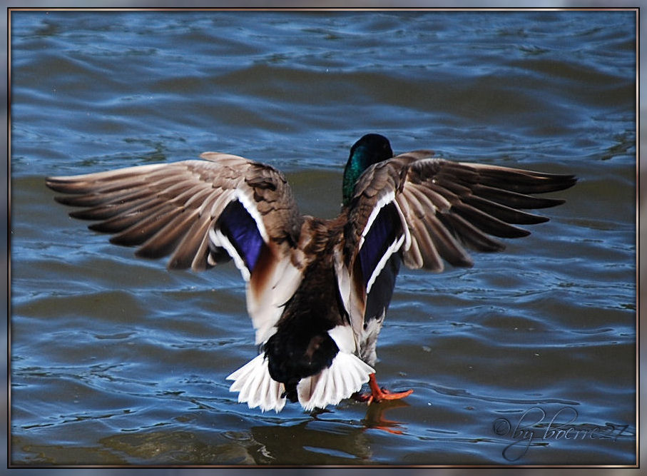 Watergliding