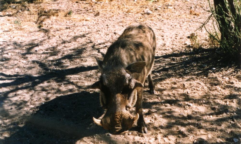 Waterhog