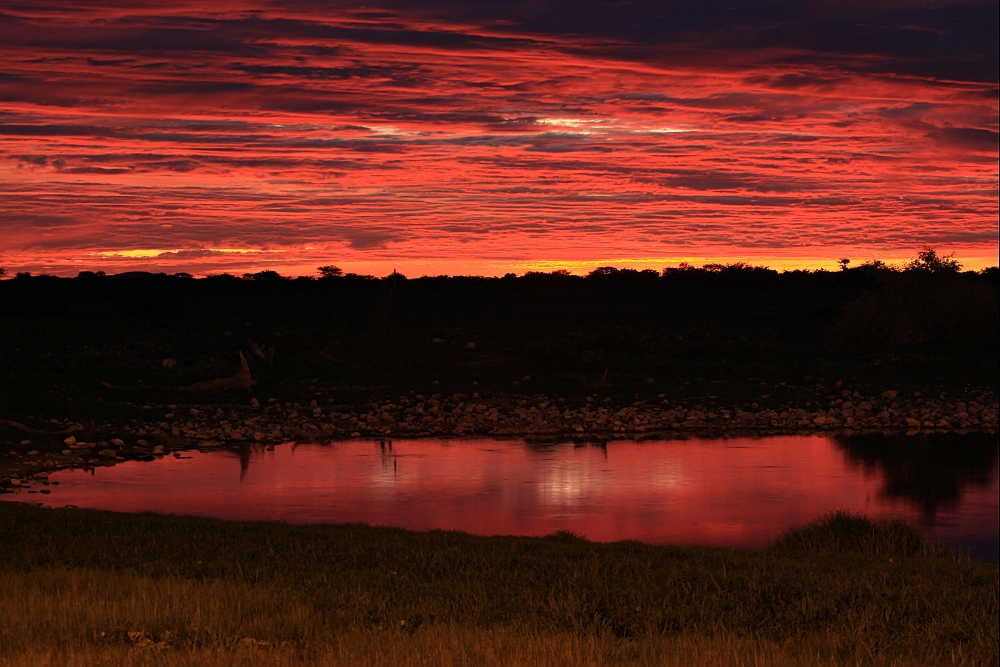 Waterhole by night in Okaukuejo