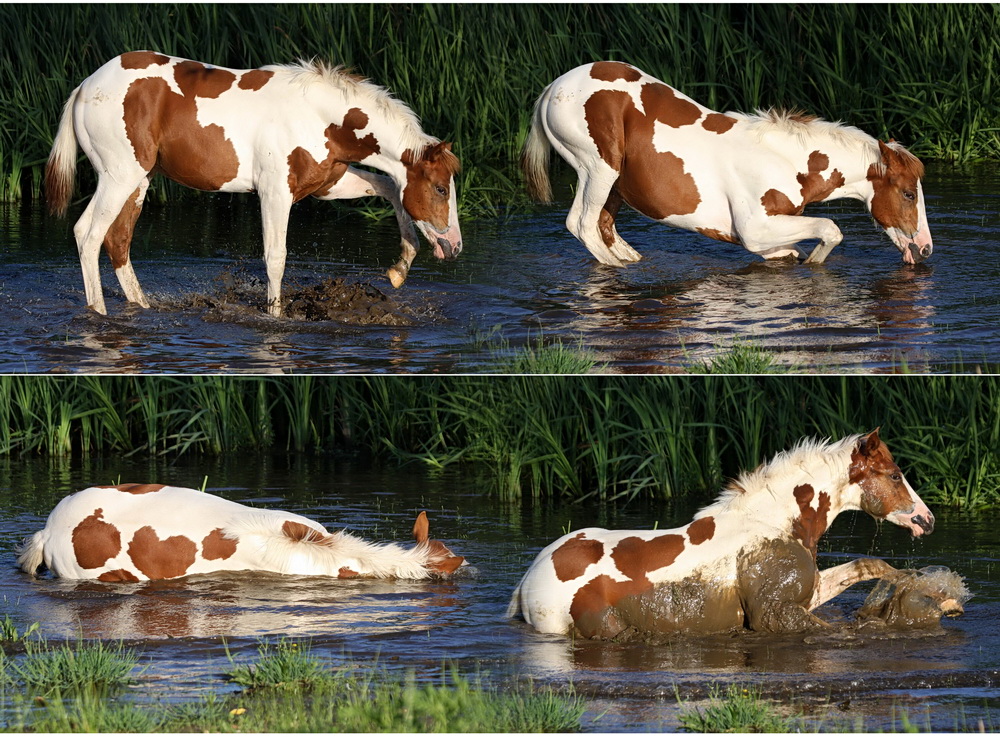 Waterhorse