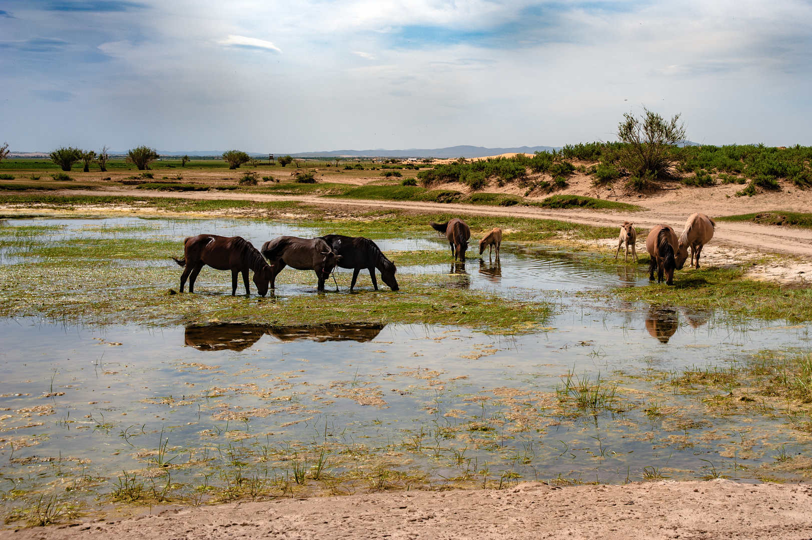 Watering in eastern Gobi desert steppe