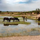 Watering in eastern Gobi desert steppe