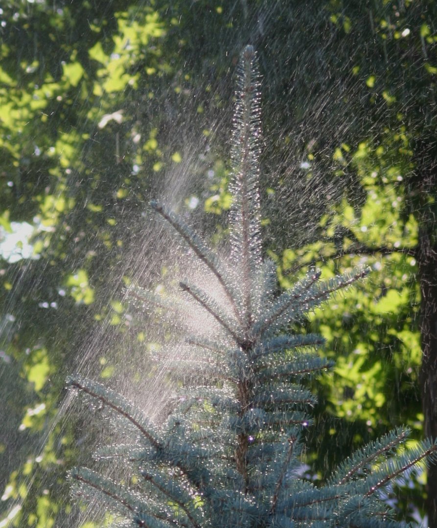 watering pine