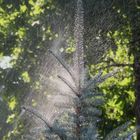 watering pine