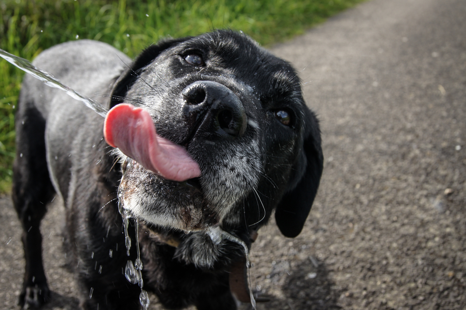 water+Labrador = fun