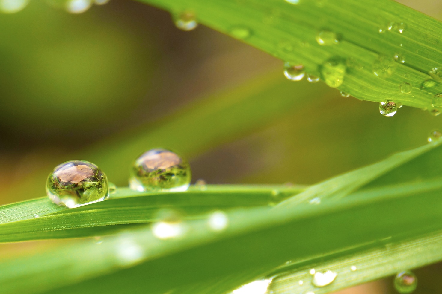 Waterleaf